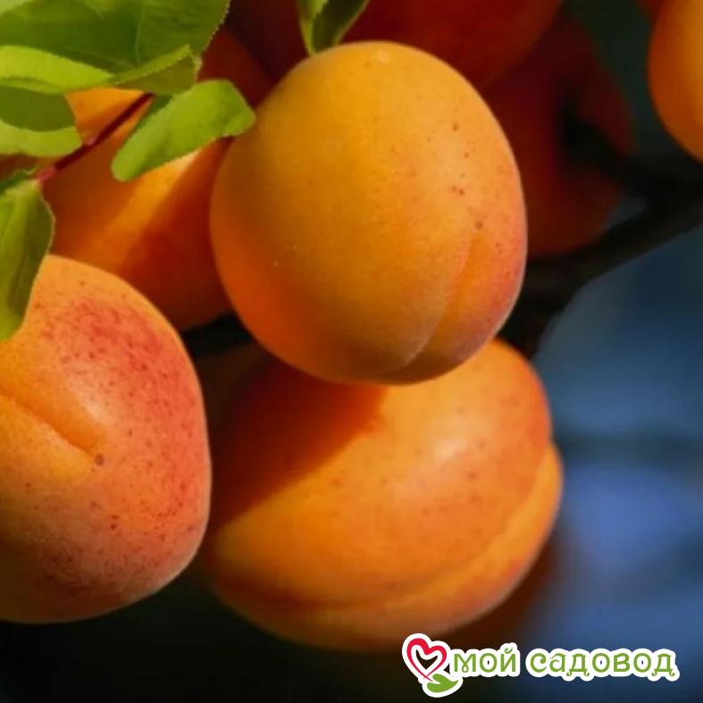 Абрикос Букурия