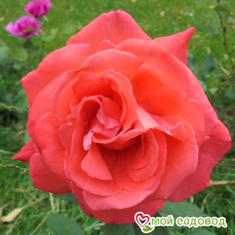 Роза Супер Стар