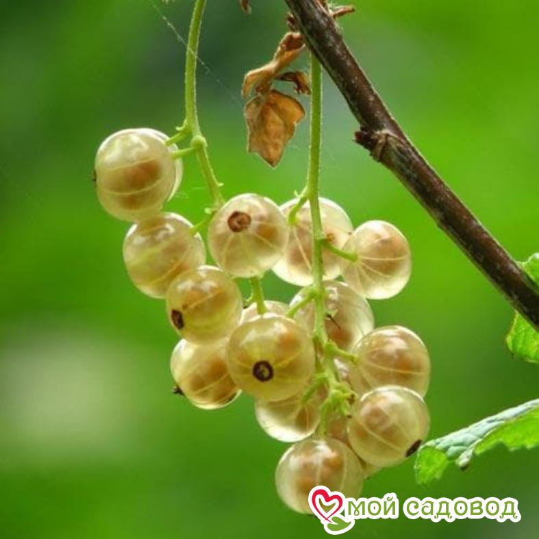 Смородина Версальская белая