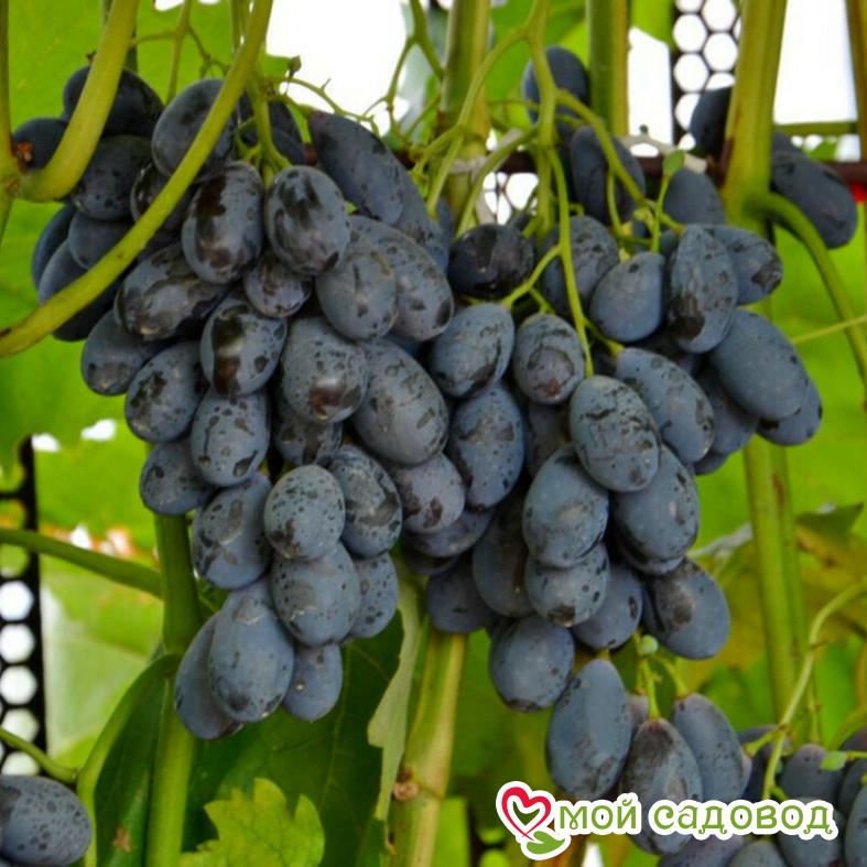 Виноград Блэк гранд
