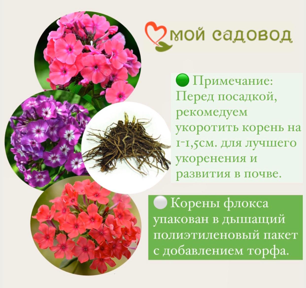 Флокс метельчатый Олл ин ван