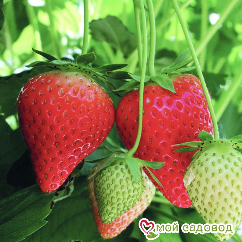 клубника Кимберли